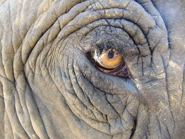 stock image Eye of an elephant (Elephas maximus)