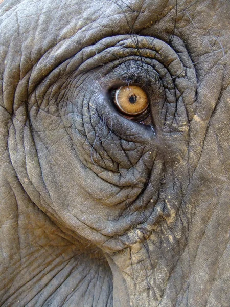 Auge eines Elefanten (elephas maximus)) — Stockfoto