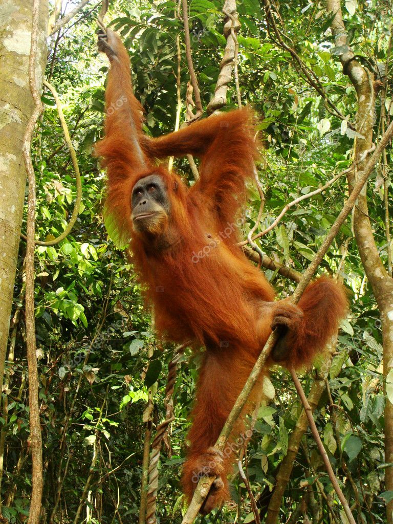 Female orangutan hanging in a tree (Pongo abelii), Sumatra, Indonesia ...