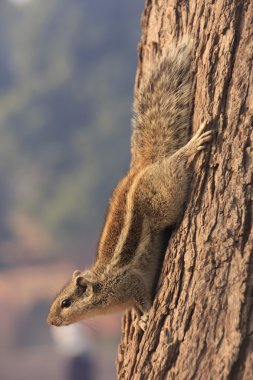 Nothern palm squirrel (Funambulus pennantii) sitting on a tree clipart