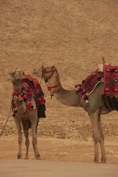 在埃及，开罗吉萨金字塔的骆驼 — 图库照片