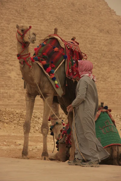 Kamelen in Gizeh pyramids, cairo, Egypte — Stockfoto
