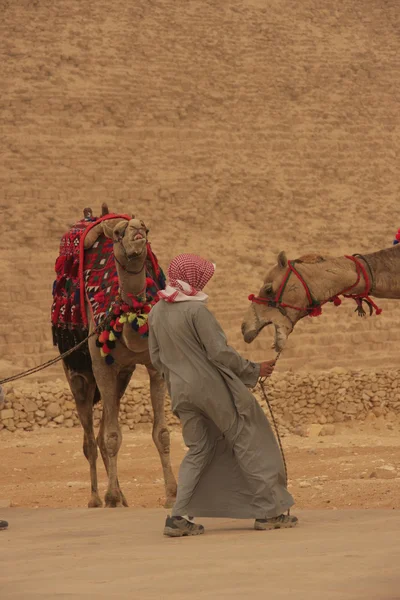 Kameler vid pyramiderna i giza, cairo, Egypten — Stockfoto