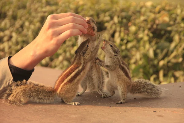 Nothern palm squirrels (Funambulus pennantii) eating from hand — Stock Photo, Image