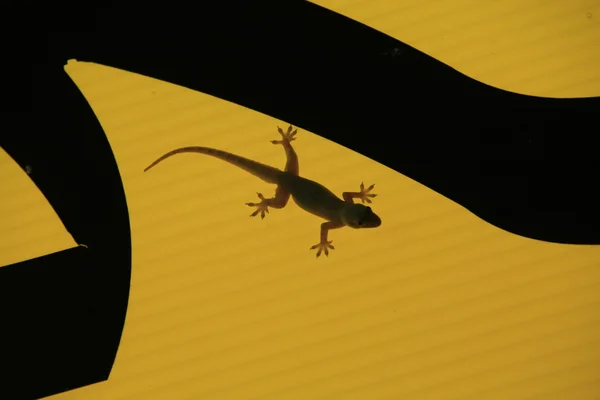 Kleiner Gecko auf einem Schild — Stockfoto