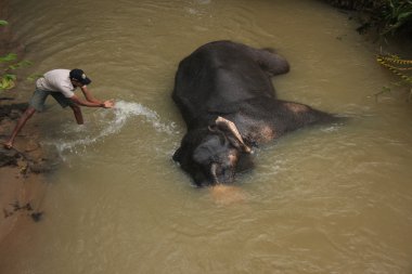 adam bir elehpant, sri lanka banyo