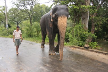 sri lanka, yolda yürürken fil