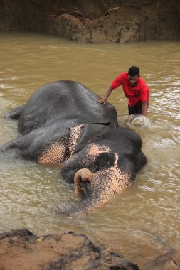 adam bir elehpant, sri lanka banyo