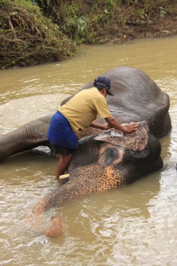 adam bir elehpant, sri lanka banyo