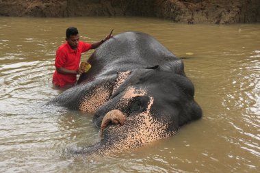 adam bir elehpant, sri lanka banyo