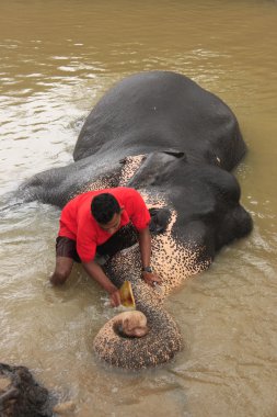 Man bathing an elehpant, Sri Lanka clipart