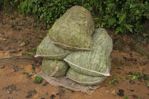실론 티의 가방 나뭇잎, 스리랑카 — 스톡 사진