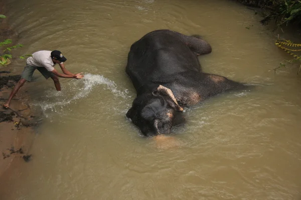 Man bathing an elehpant, Sri Lanka — Stock Photo, Image