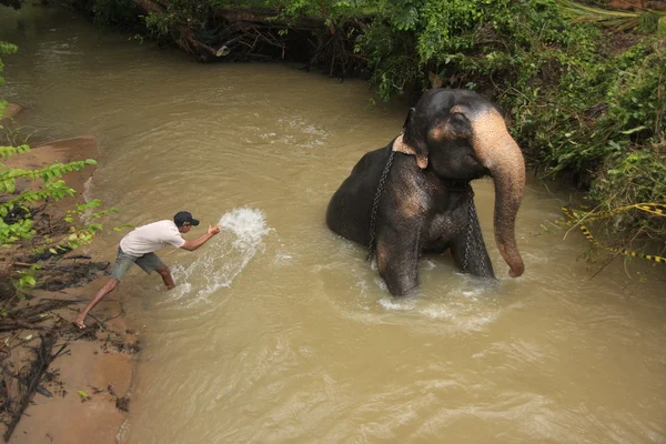 stock image Man bathing an elehpant, Sri Lanka