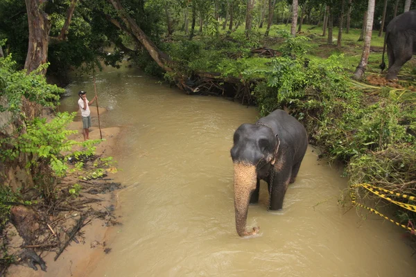 stock image Elephant bathing in a river, Sri Lanka