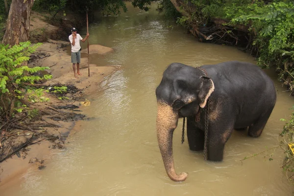 stock image Elephant bathing in a river, Sri Lanka