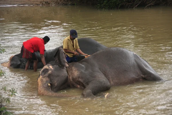 stock image Men bathing an elehpants, Sri Lanka