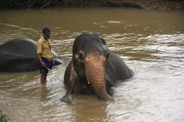 stock image Man bathing an elehpant, Sri Lanka