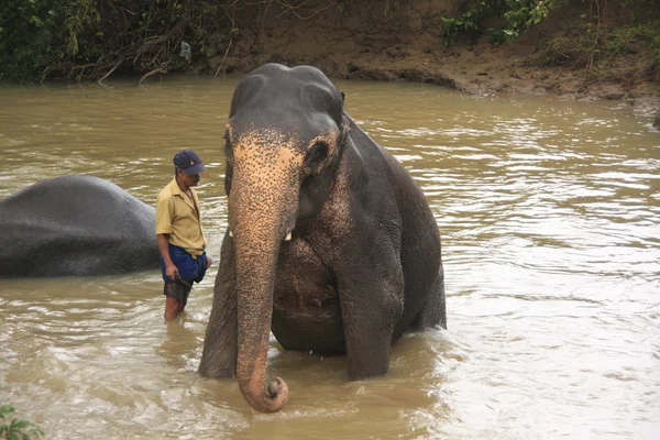 Stock image Man bathing an elehpant, Sri Lanka