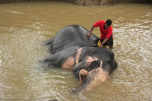 stock image Man bathing an elehpant, Sri Lanka