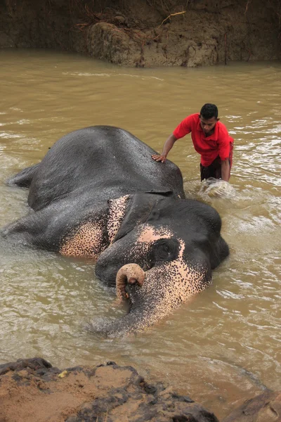 stock image Man bathing an elehpant, Sri Lanka