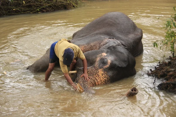 stock image Man bathing an elehpant, Sri Lanka