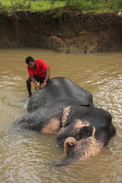 stock image Man bathing an elehpant, Sri Lanka