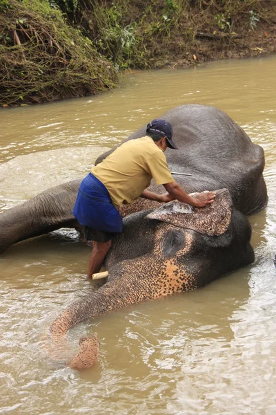 stock image Man bathing an elehpant, Sri Lanka