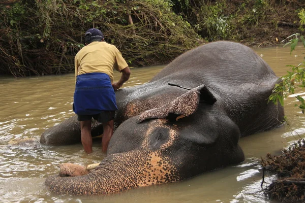 stock image Man bathing an elehpant, Sri Lanka