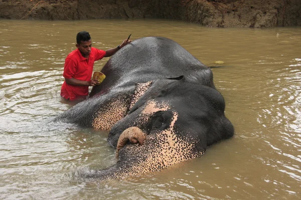 Stock image Man bathing an elehpant, Sri Lanka