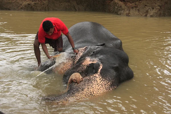 Hombre bañando un elehpant, Sri Lanka —  Fotos de Stock