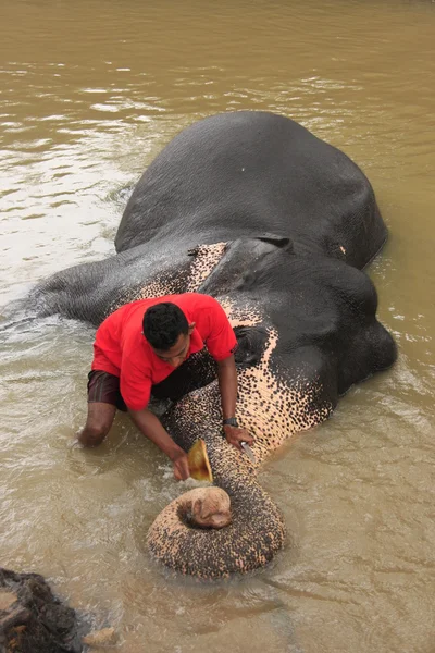 stock image Man bathing an elehpant, Sri Lanka