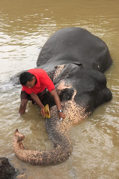 stock image Man bathing an elehpant, Sri Lanka