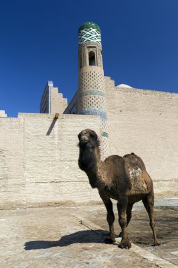 Camel in fron of the wall clipart