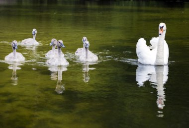 Beyaz Kuğu Gölü cygnets ile