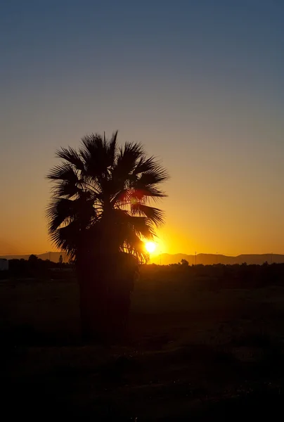 Palmboom bij zonsondergang — Stockfoto