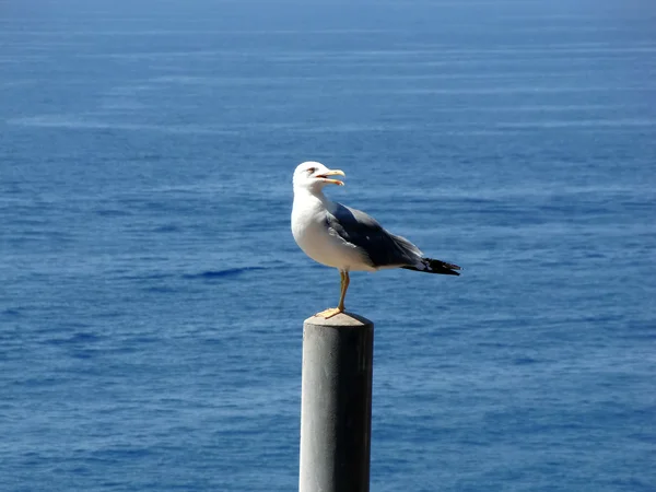 Seagull op de pijler — Stockfoto