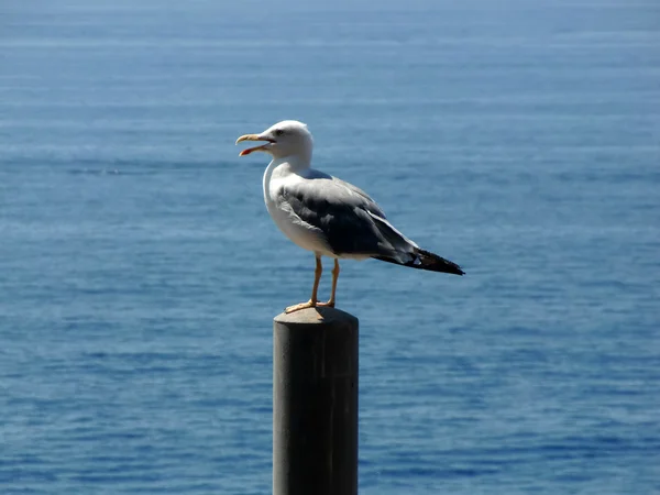 stock image Seagull on the pillar