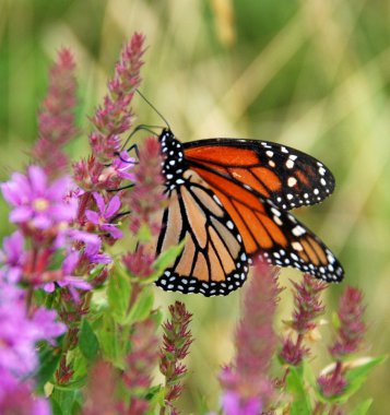 Monarch kelebek mor loosestrife