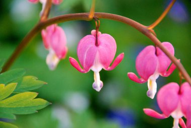 Bleeding Heart Flowers clipart