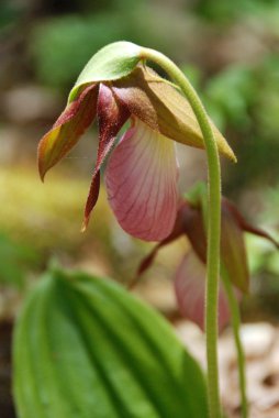 MT agamenticus, maine, pembe Bayan terlik