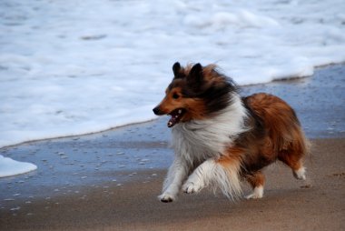 Happy, Running Collie Dog clipart