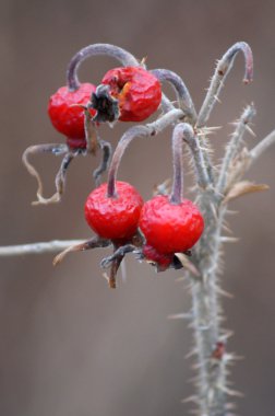 Rose Hips on Old Branch clipart