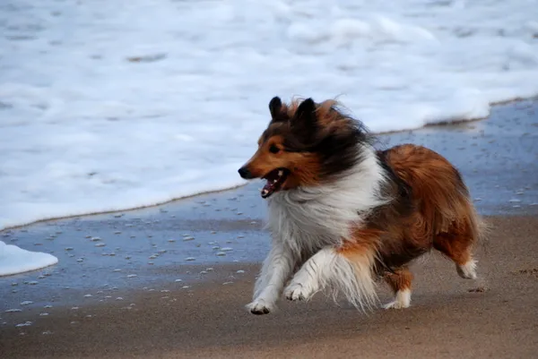 Boldog, futás kutya skót juhászkutya Stock Fotó