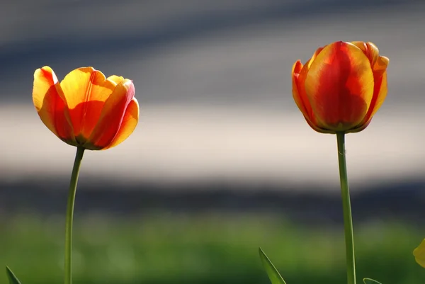 Par de tulipanes Imagen De Stock