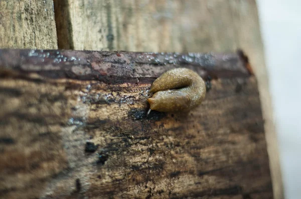 stock image Snail without a house