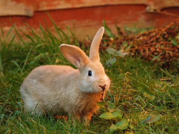 stock image Red rabbit