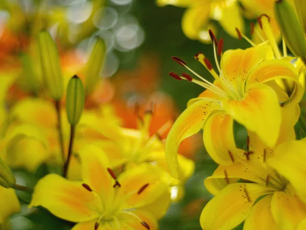 stock image Lilies