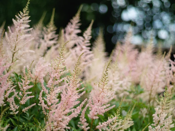 stock image Flowers