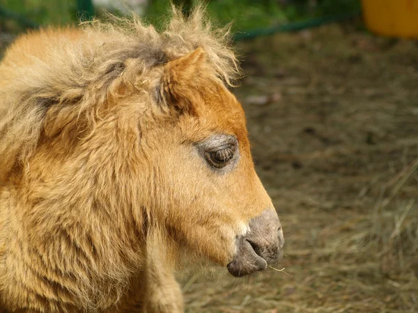 Rode pony — Stockfoto
